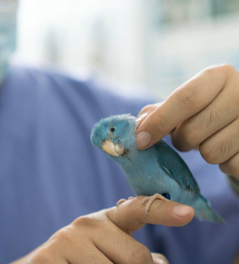 Suivi d'un perroquet soigné par les urgences vétérinaires de la clinique Vétélys à Genève