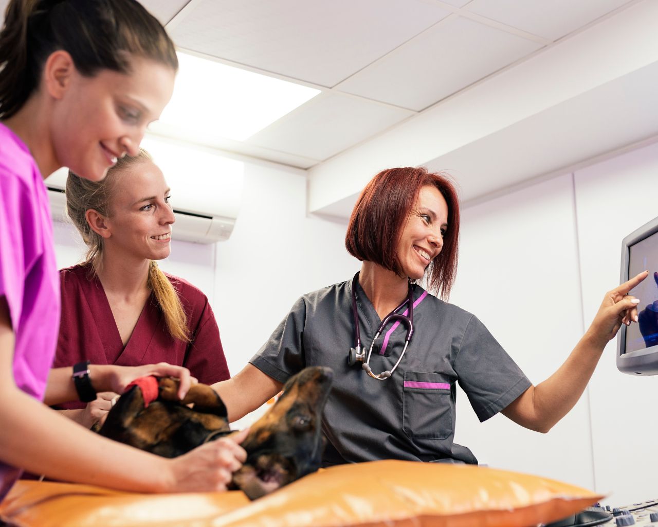 Les assistantes en Médecine Vétérinaires de Vétélys