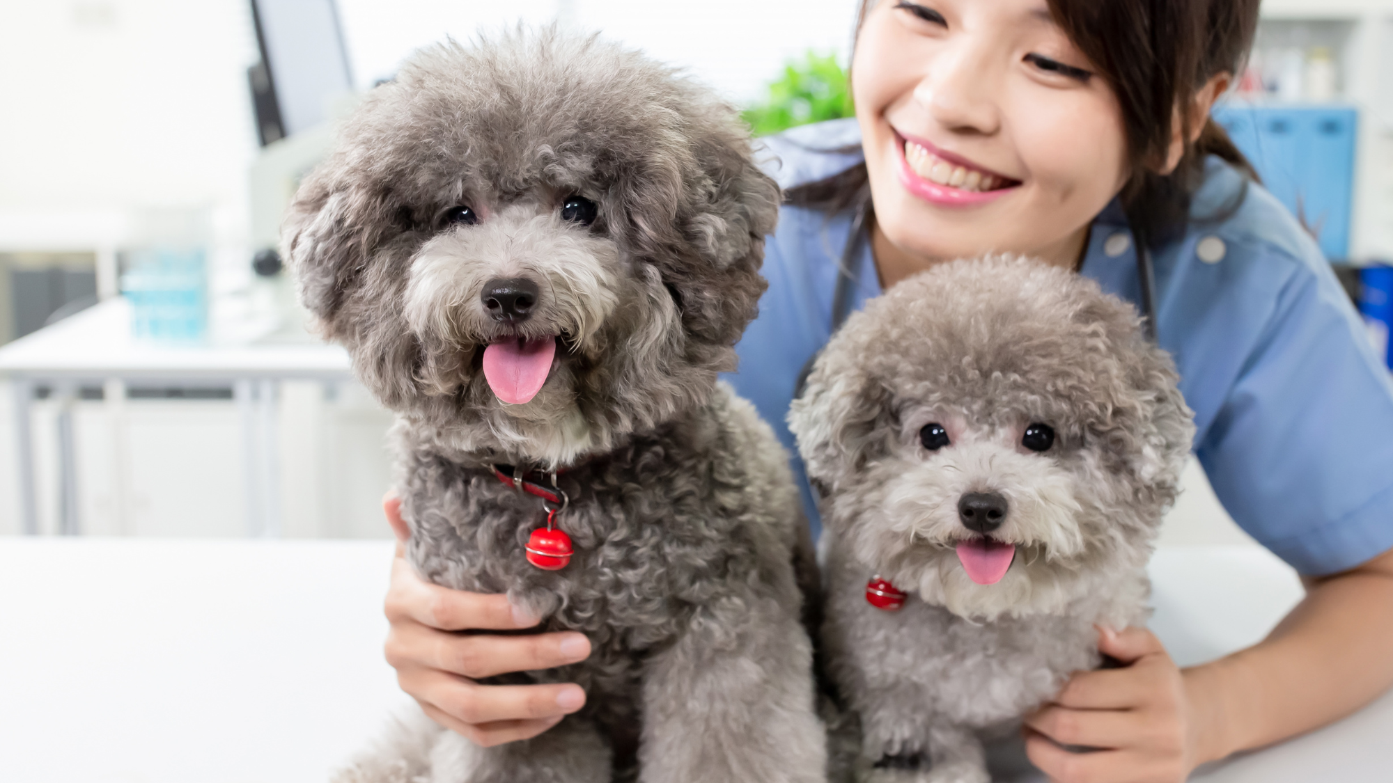 Soin de chiens à la clinique vétérinaire de Genève à Vernier pour la chirurgie mini invasive