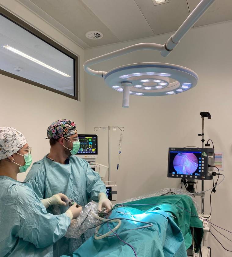 Images de chirurgie mini invasive à la clinique vétérinaire Vétélys de Genève Vernier