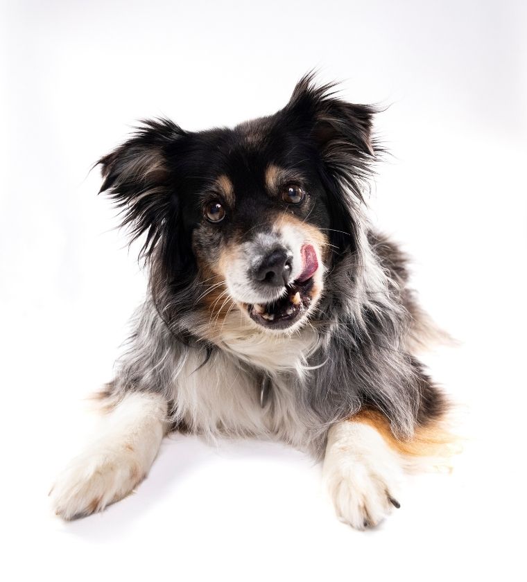 Un chien de la clinique vétérinaire de Geneve, Vétélys , pour lequel le comportement a été étudié