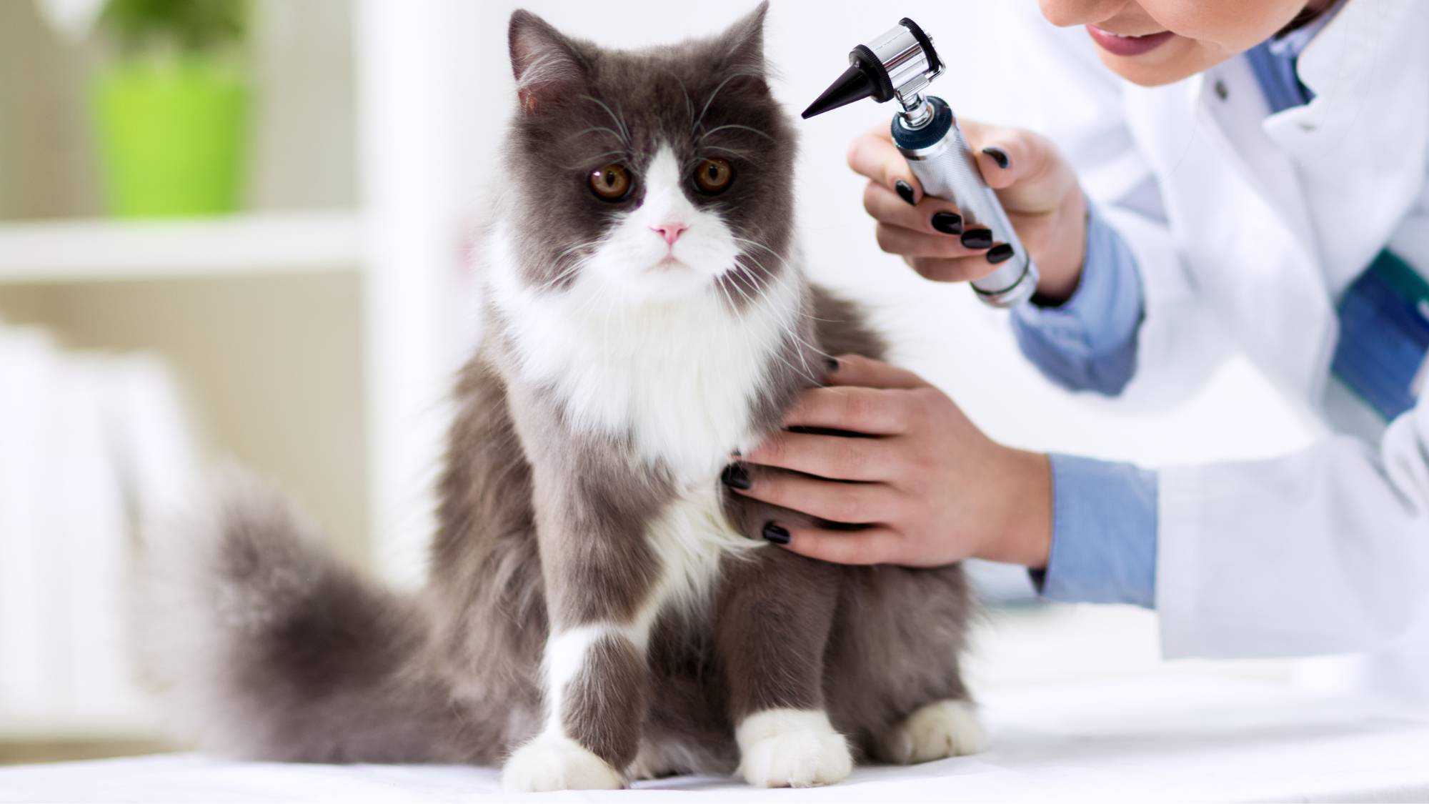 Cat care at the Geneva veterinary clinic in the general and internal veterinary medicine department