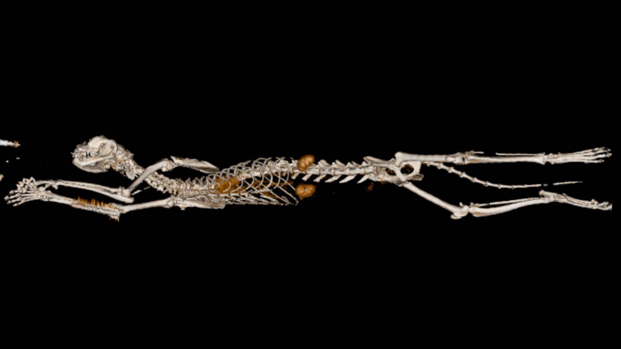 IRM d'un crâne de chien issu de l'imagerie médicale à la clinique vétérinaire de Genève