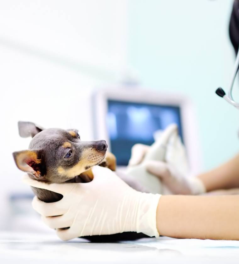 Suivi d'un chien soigné par le service cardiologie vétérinaire de la clinique Vétélys à Genève