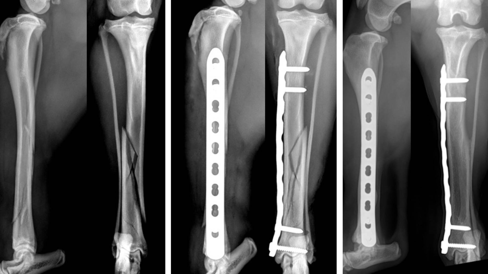 Radio d'une fracture d'un chien de côté par la clinique Vétérinaire de Vétélys