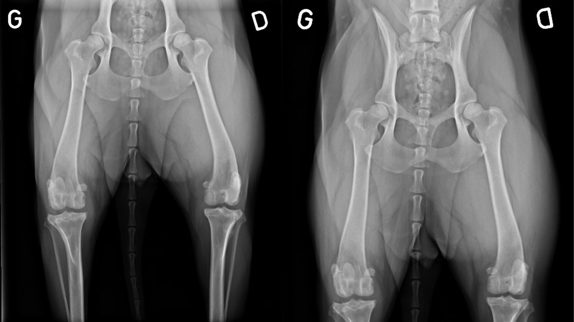 Dog care at the Geneva veterinary clinic in Vernier for minimally invasive surgery