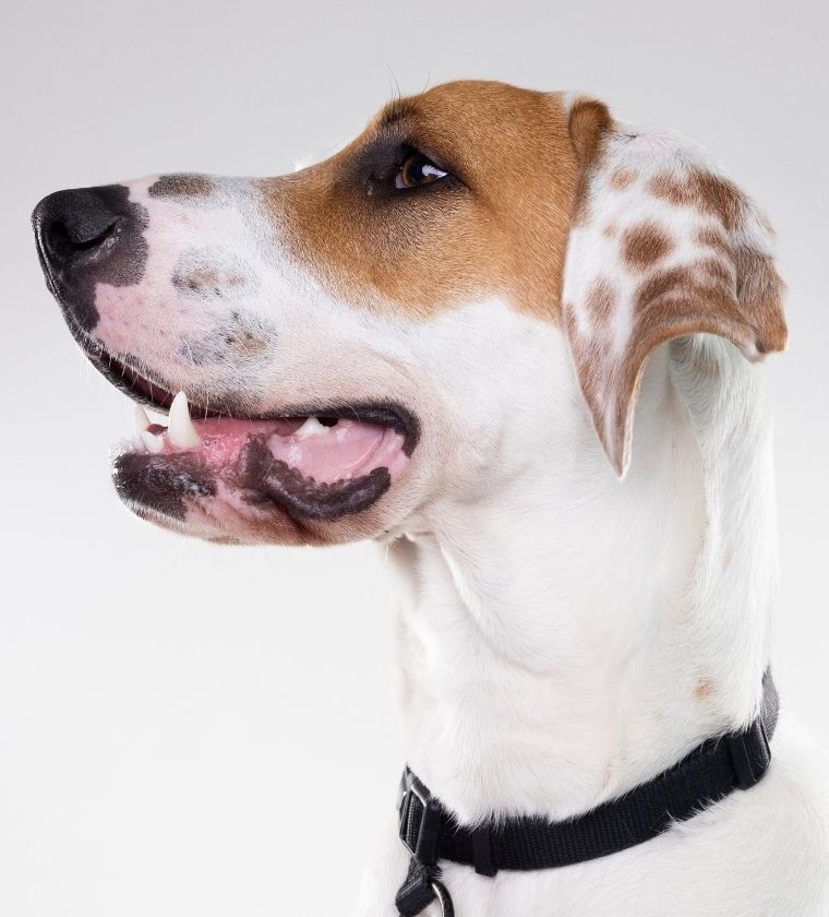 Gros chiens : la clinique vétérinaire de Genève Vétélys est équipée pour recevoir vos grands animaux !