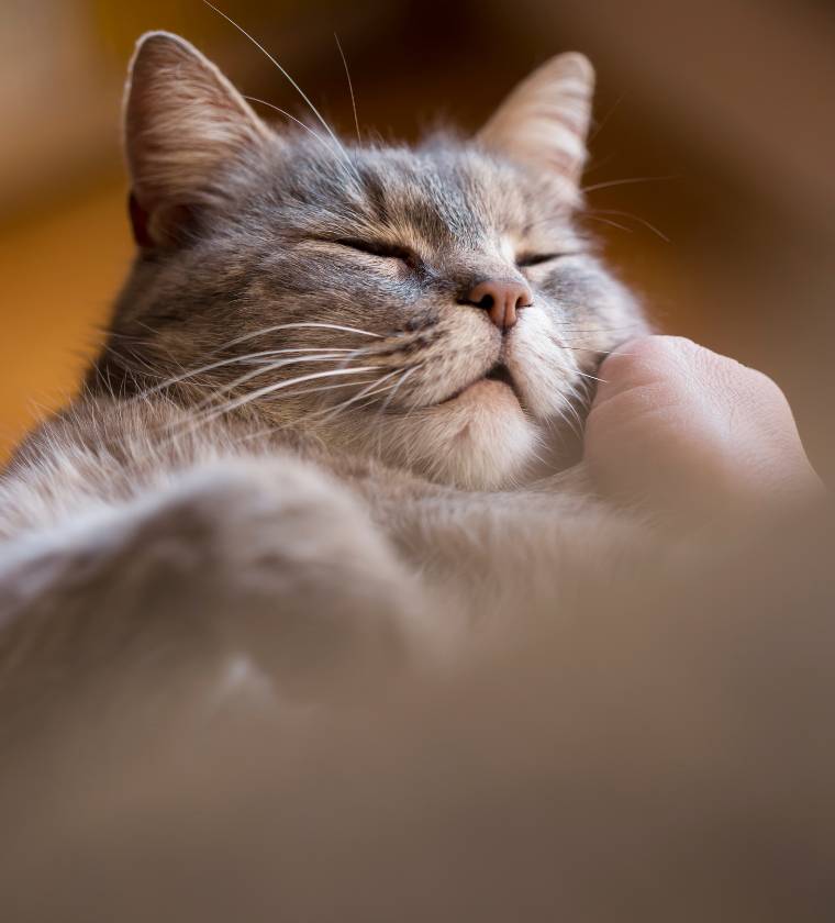 Chat après hospitalisation en récupération post opératoire par la clinique Vétélys de Vernier Genève