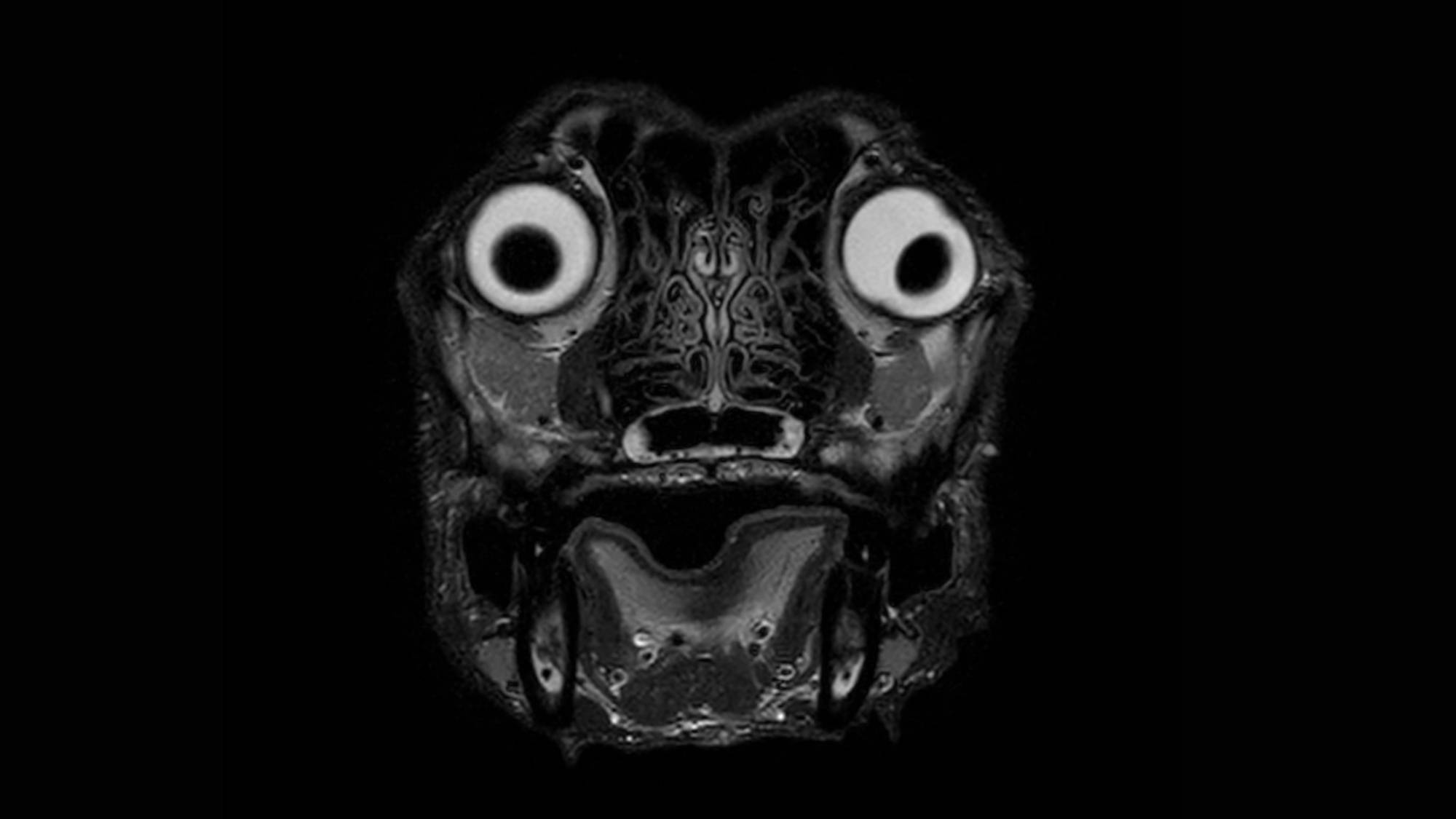MRI of a dog's head at the Geneva veterinary clinic in the neurology department