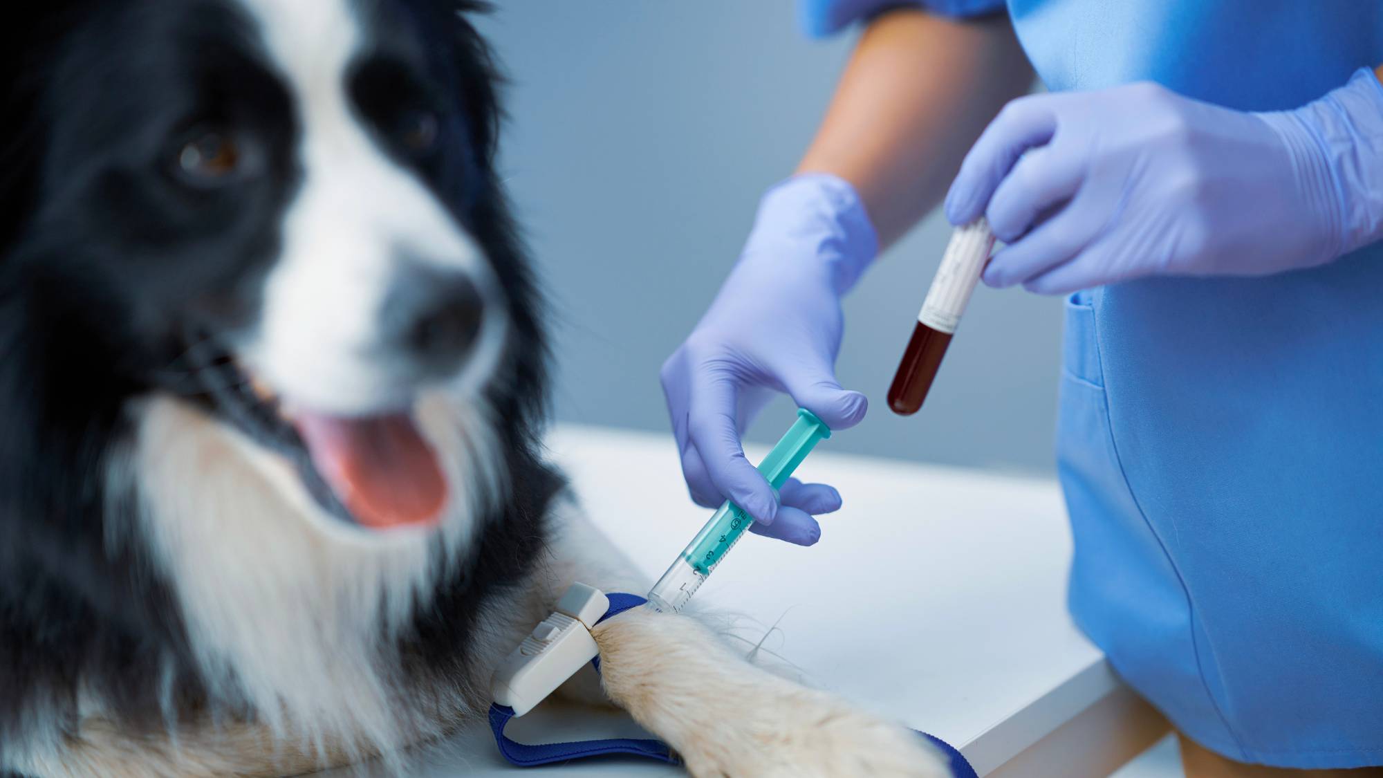 Taking a dog to the Geneva veterinary clinic for medical laboratory tests