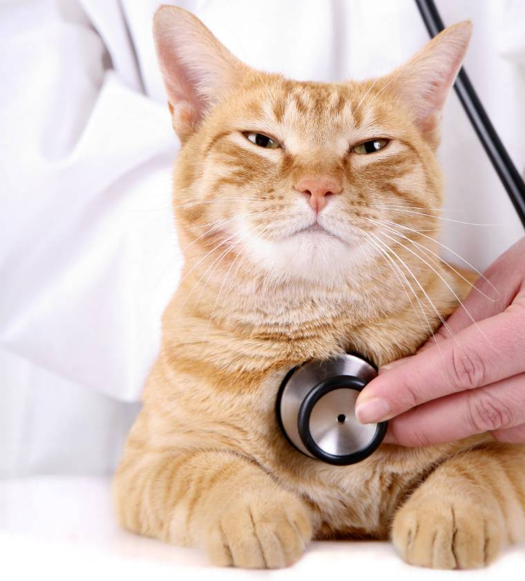Follow-up of a cat treated by the general and internal veterinary medicine department of the Vétélys clinic in Geneva