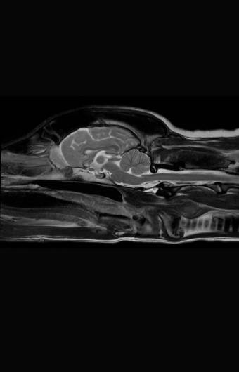 Neurologie pour un chien devant un scanner comme à la clinique vétérinaire Vétélys de Genève