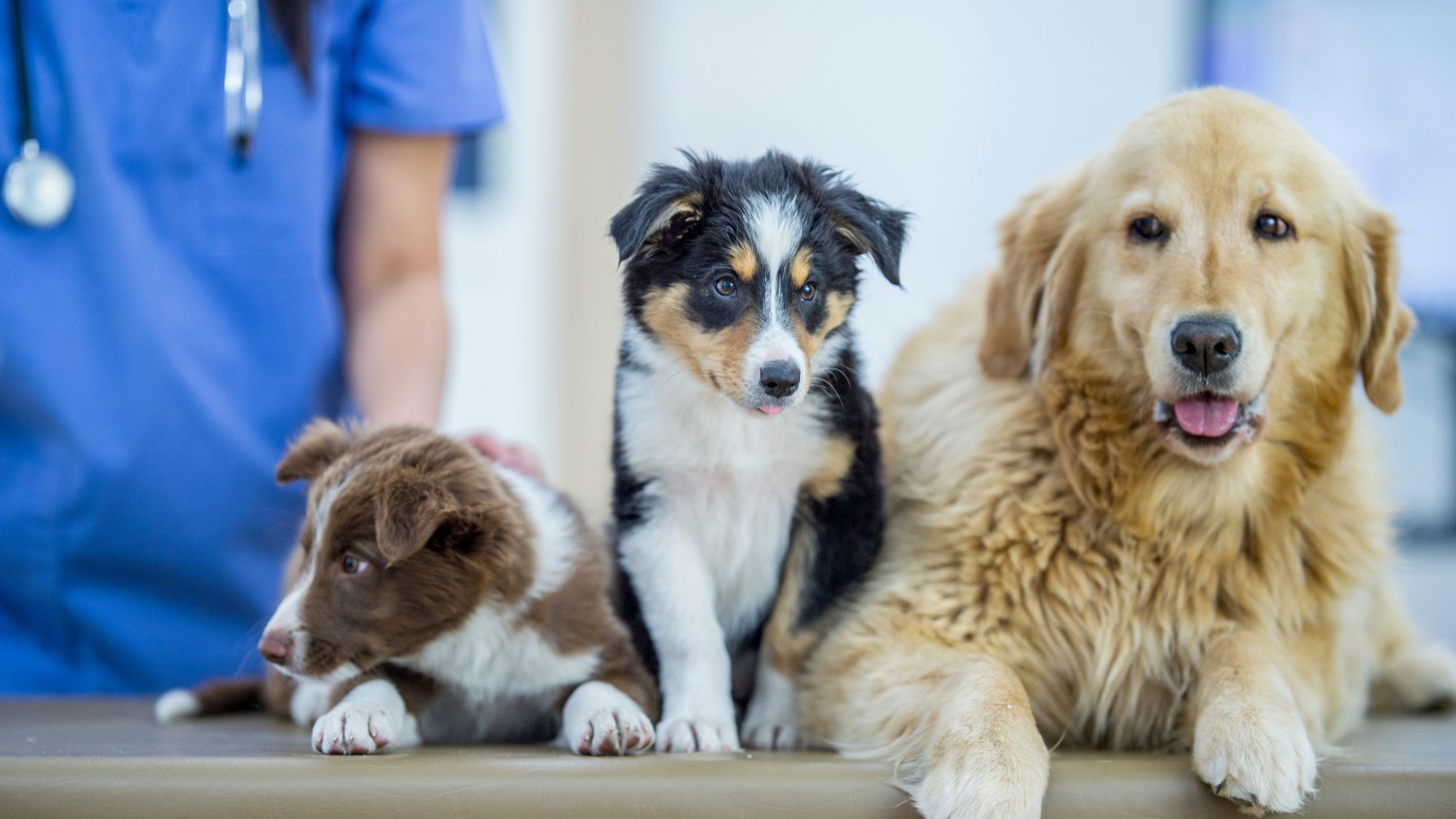 Soin de chiens à divers âges à la clinique vétérinaire de Genève pour le service oncologie