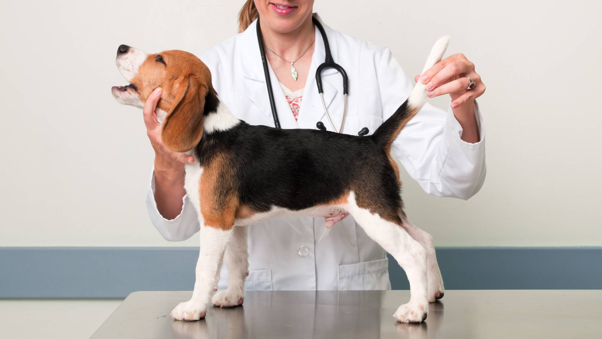 Soin d'un chien à la clinique vétérinaire de Genève en ostéopathie