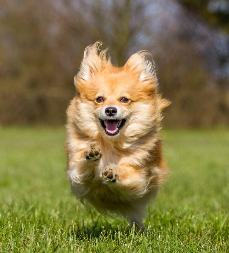 Chien soigné par le service d'ostéopathie, médecine chinoise ou acuponcture des vétérinaires de la clinique Vétélys à Genève