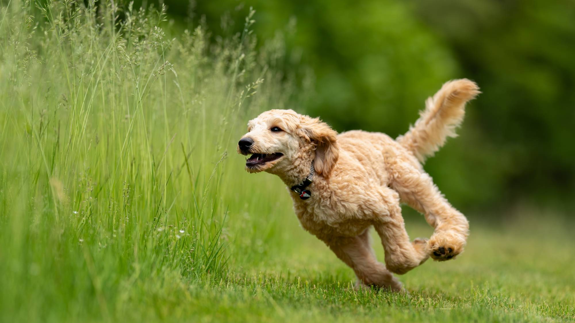Happy dog following a visit to the Geneva veterinary clinic for his behaviour