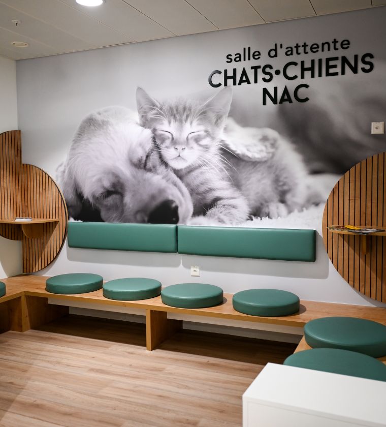 Salle d'attente de médecine et chirurgie des NAC soigné par les vétérinaires de la clinique Vétélys à Genève