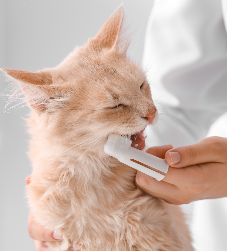 Suivi d'un chat soigné par le service dentisterie vétérinaire de la clinique Vétélys à Genève