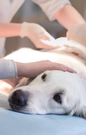 Soins intensifs sur un chien à la clinique vétérinaire Vétélys de Genève