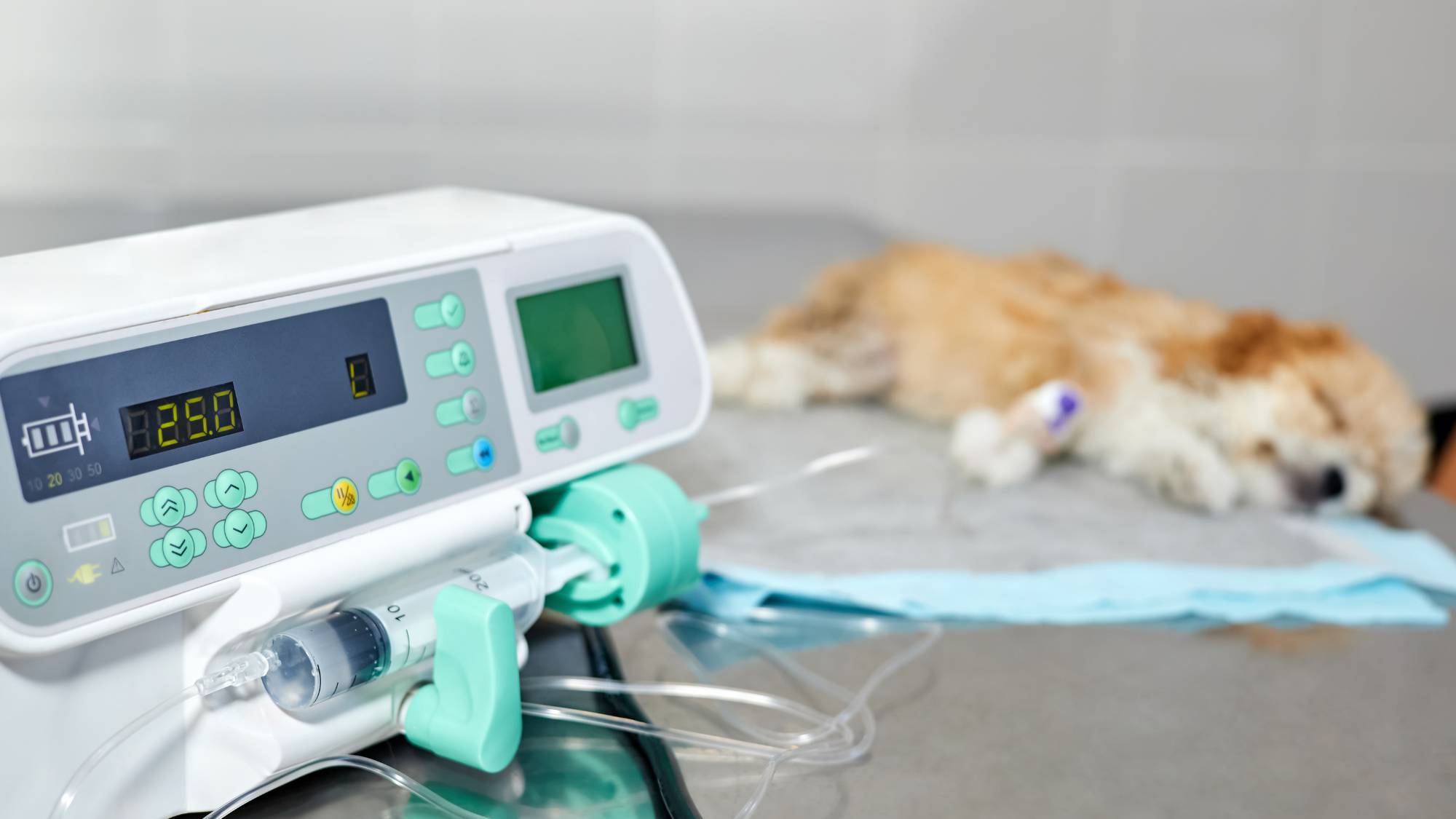 Soin d'un chien en hospitalisation à la clinique vétérinaire de Genève