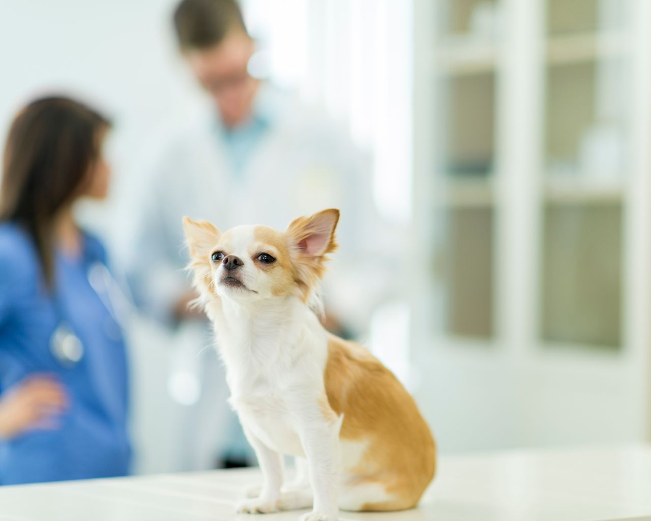 Chien soigné à la clinique vétérinaire de Vétélys