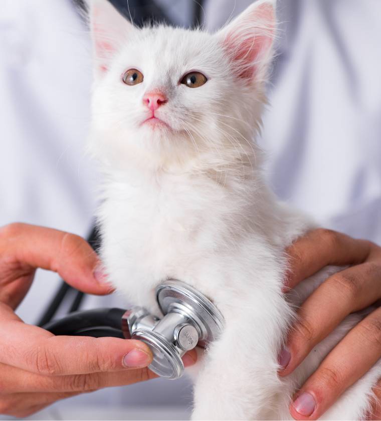 Chat soigné par les vétérinaires de la clinique Vétélys à Genève du service cardiologie