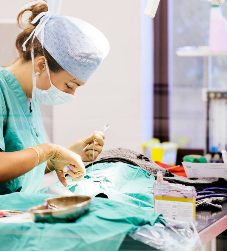 Chirurgie tissus mous et orthopédie vétérinaire de la clinique Vétélys à Genève