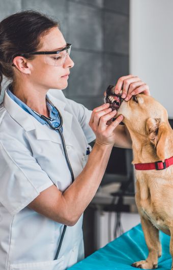 Dentisterie à la clinique vétérinaire Vétélys à Genève