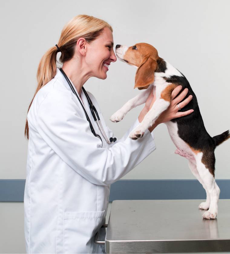 A veterinarian from the Vétélys clinic for the general and internal veterinary medicine service