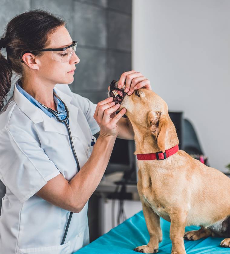 Soins dentaires prodigués par les vétérinaires de la clinique Vétélys à Genève