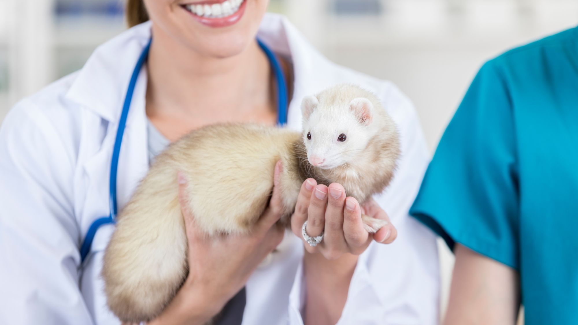 Soin d'un furet à la clinique vétérinaire de Genève