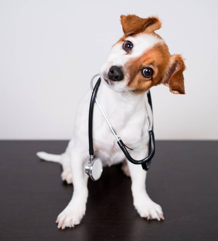 Dog consulting for behavioural medicine at the Vétélys veterinary clinic in Geneva Vernier