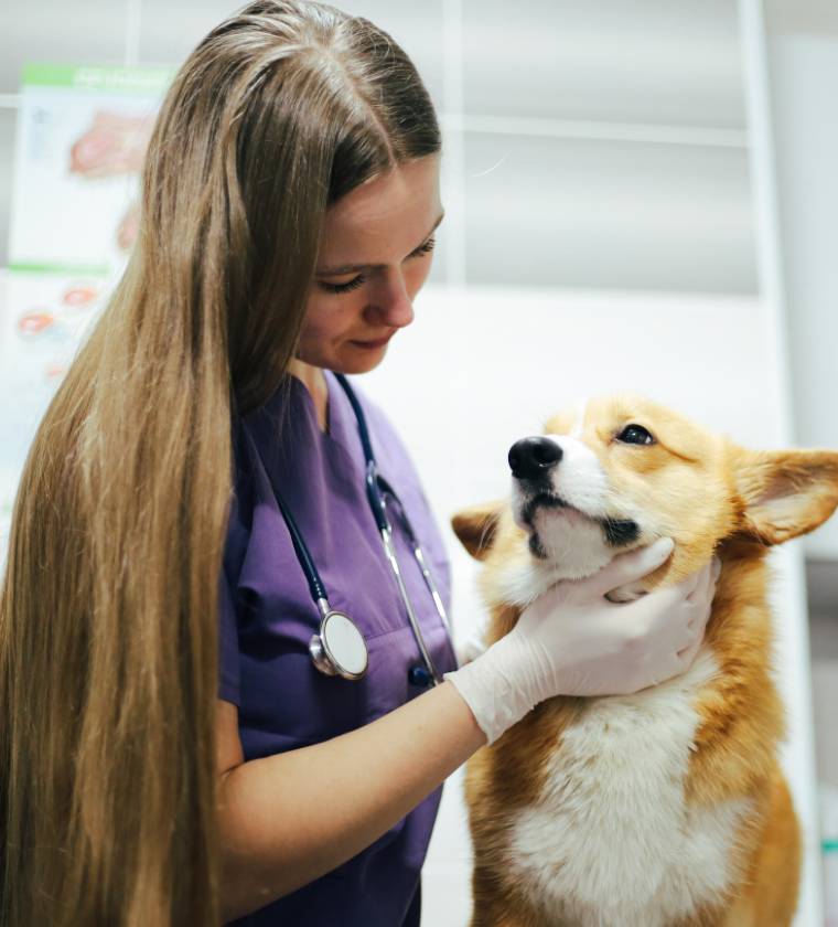 Chien en soins oncologie de la clinique Vétélys à Genève