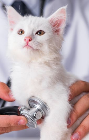 Cardiologie pour vos animaux à la clinique Vétélys de Genève
