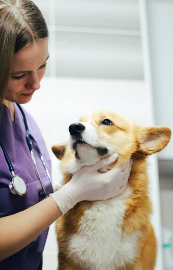Oncologie pour vos animaux par la clinique Vétélys de Genève