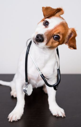 psychiatrie vétérinaire et médecine du comportement pour vos animaux à Genève par la cliniqueVétélys